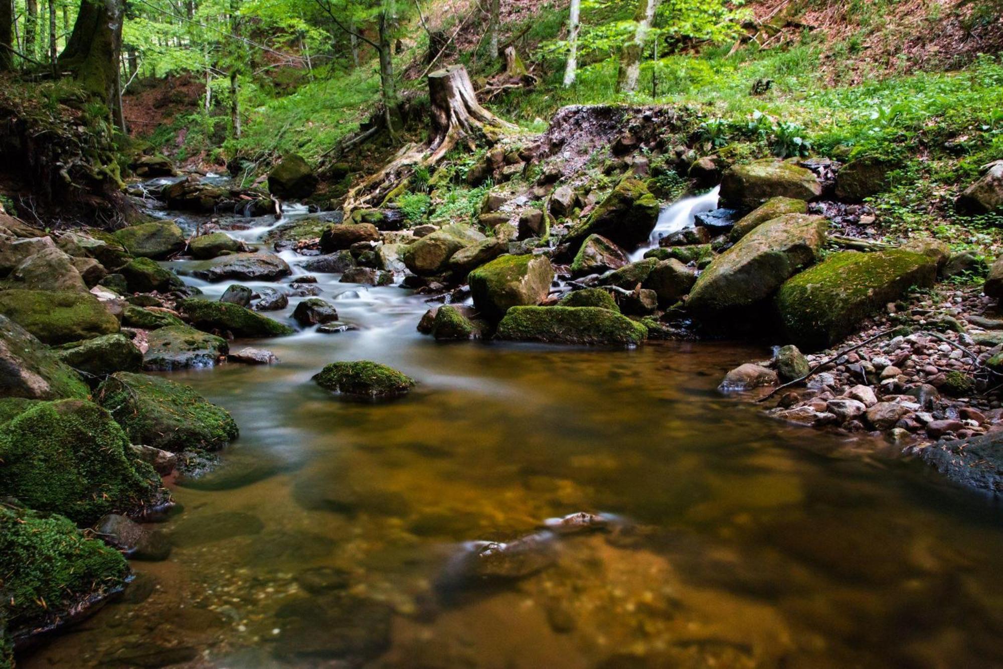 Ferienwohnung Am Kapellenberg - Am Rande Des Nationalparks Schwarzwald Бад Петерстал-Грисбах Екстериор снимка